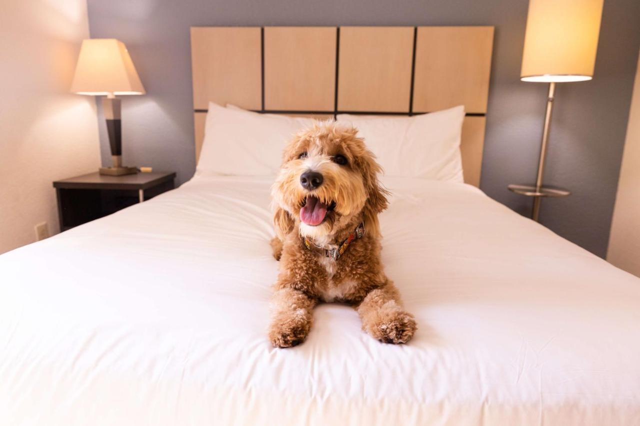 Sonesta Simply Suites Chicago O'Hare Airport Schiller Park Luaran gambar